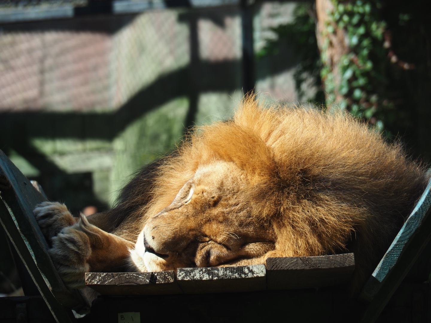 Lion (Panthera leo) Dukat sleeping in carriage