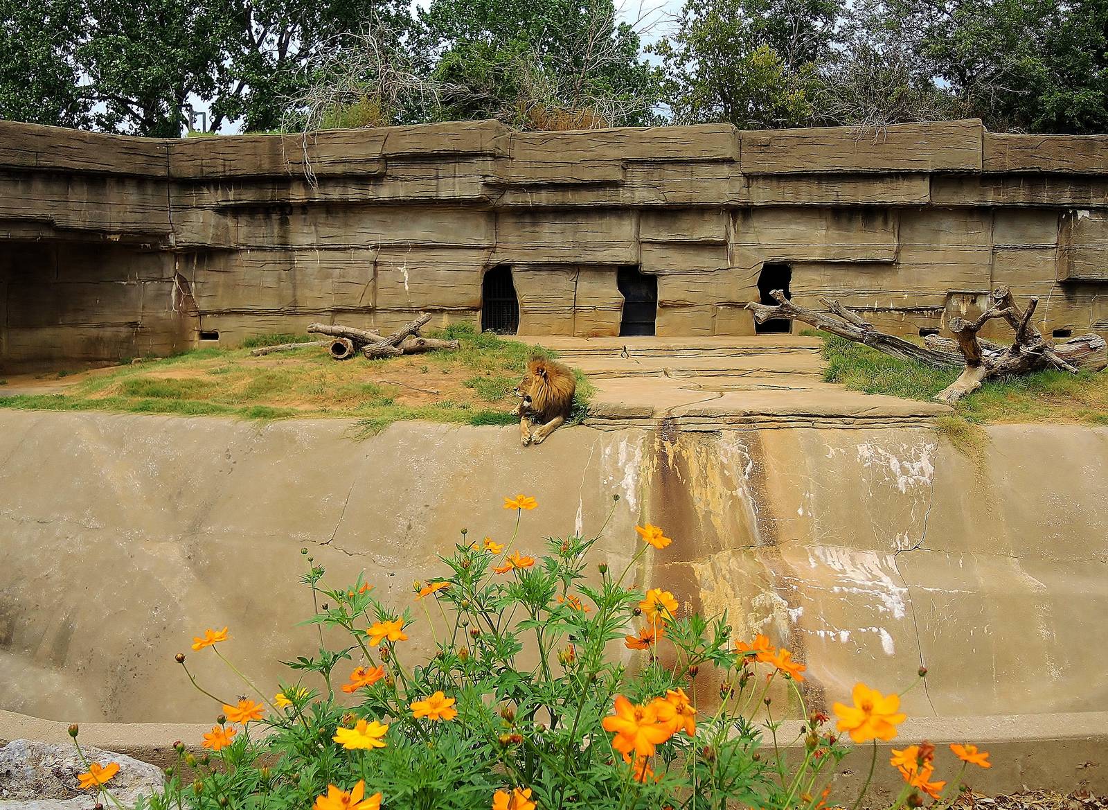 Lion (Panthera leo) exhibit