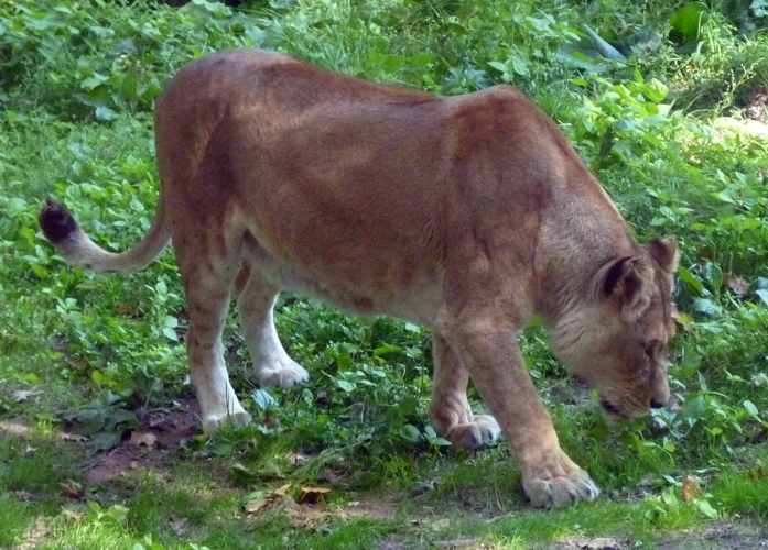 Lion (Panthera leo) female