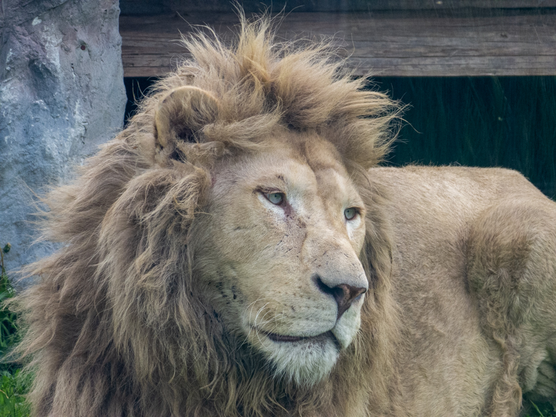 lion (Panthera leo krugerii)