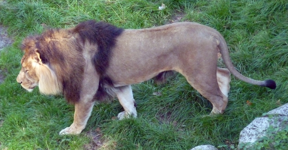 Lion (Panthera leo) male