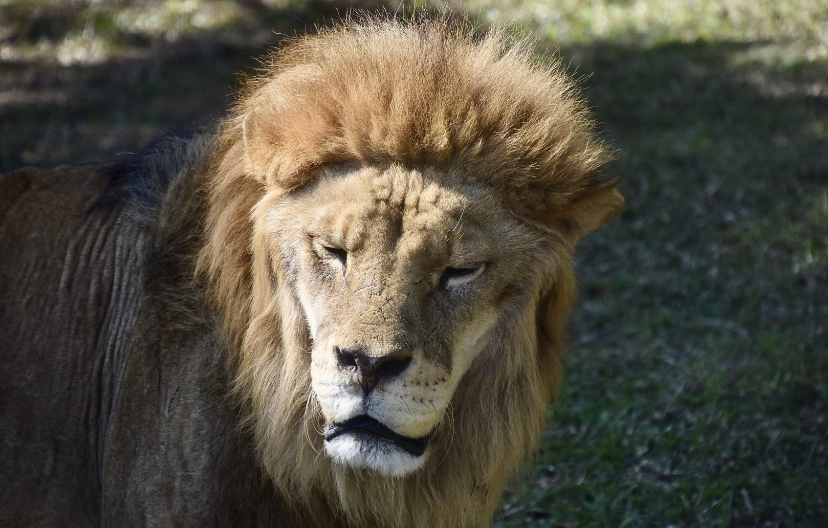 Lion (Panthera leo) male
