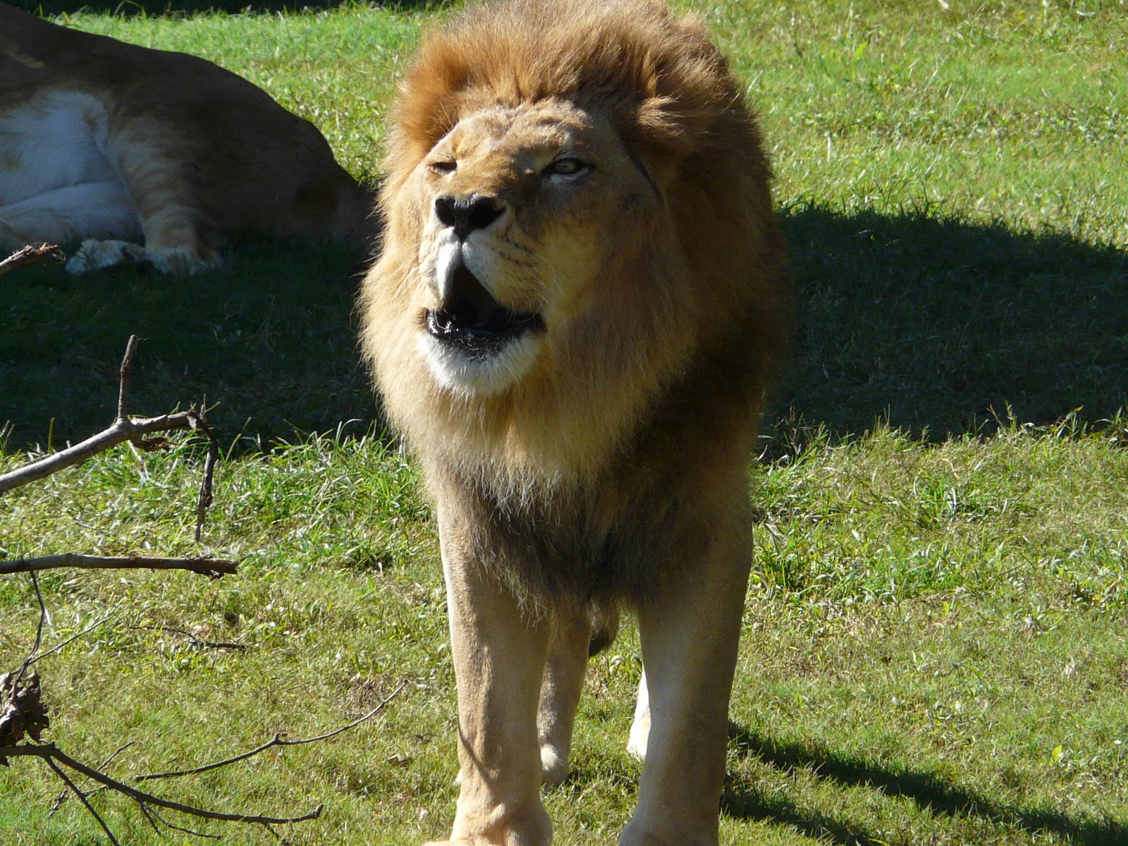 Lion/ Panthera leo