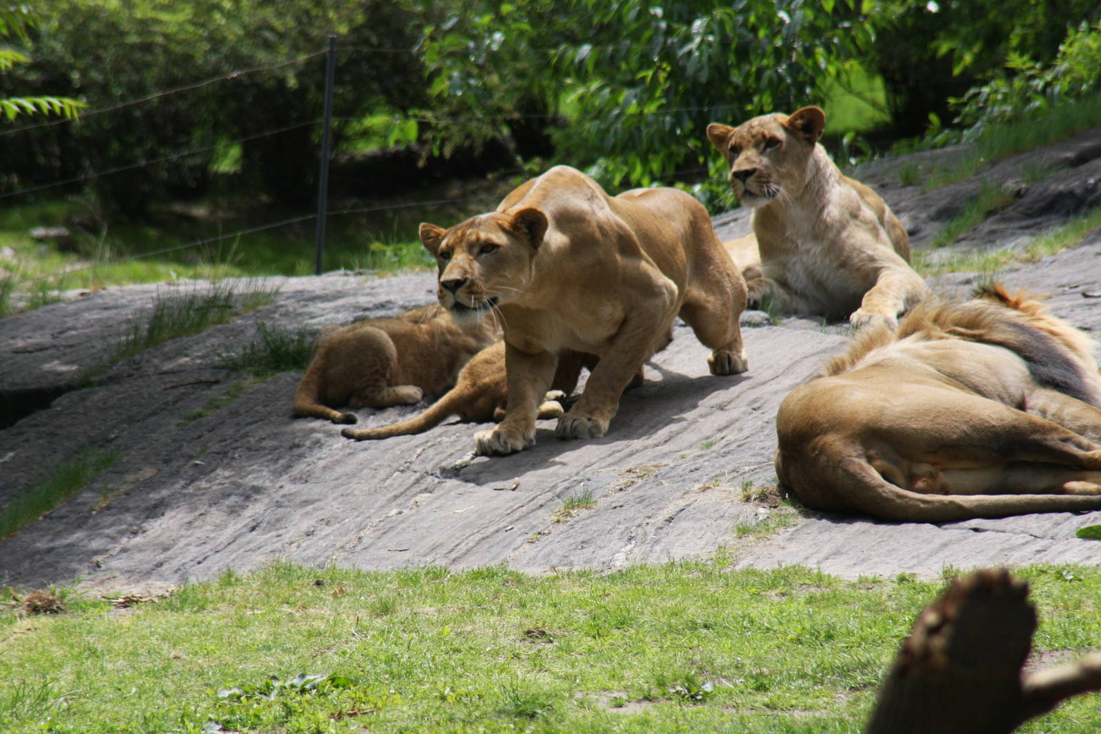 lion (Panthera leo)