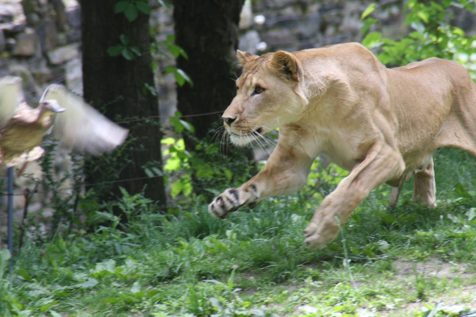 lion (Panthera leo)