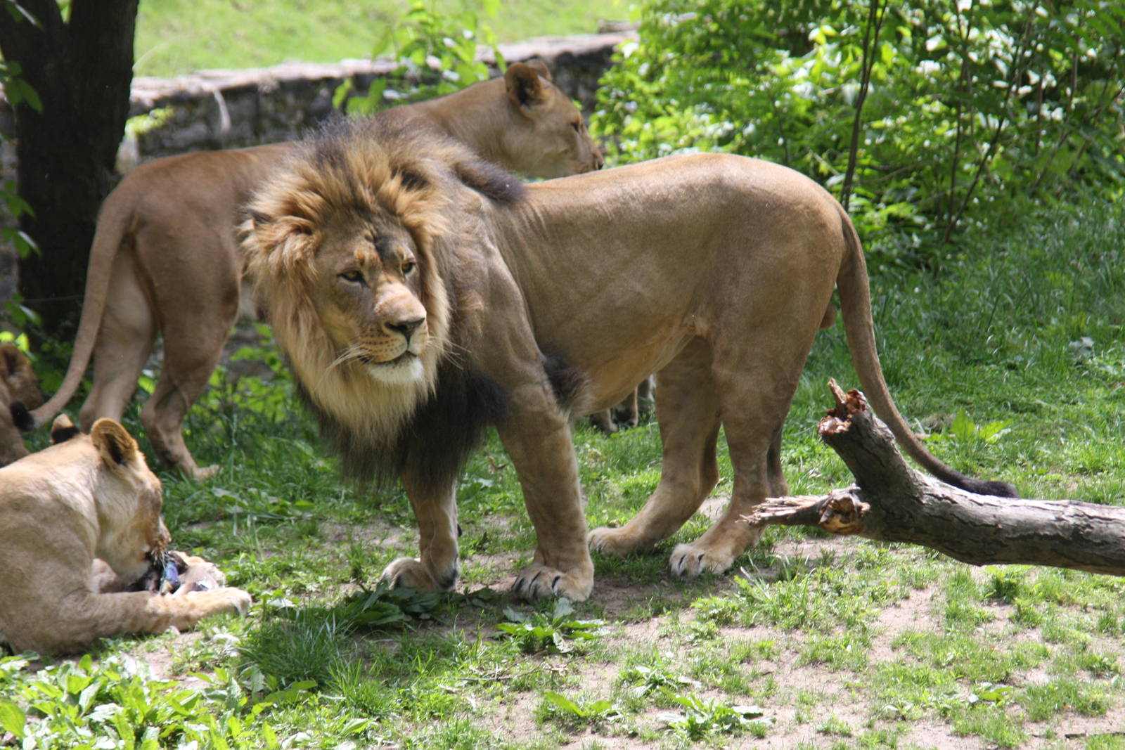 lion (Panthera leo)