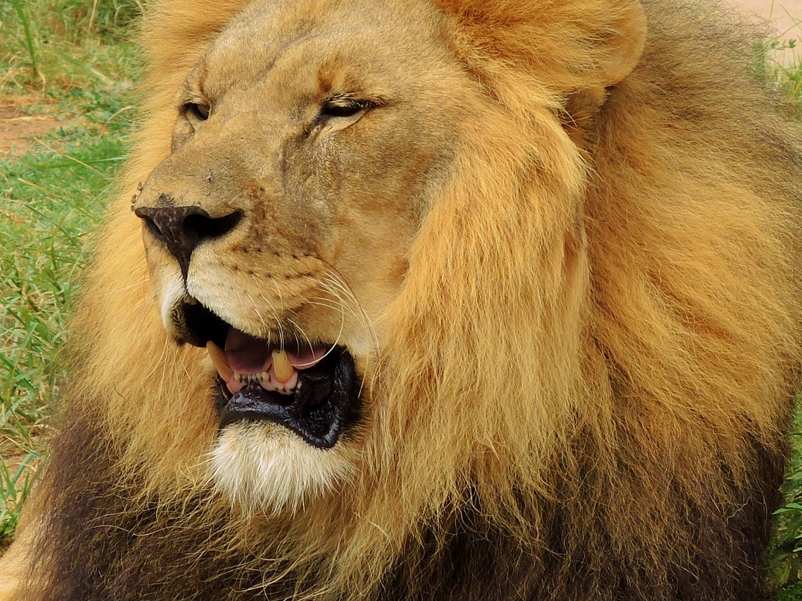 Lion (Panthera leo)