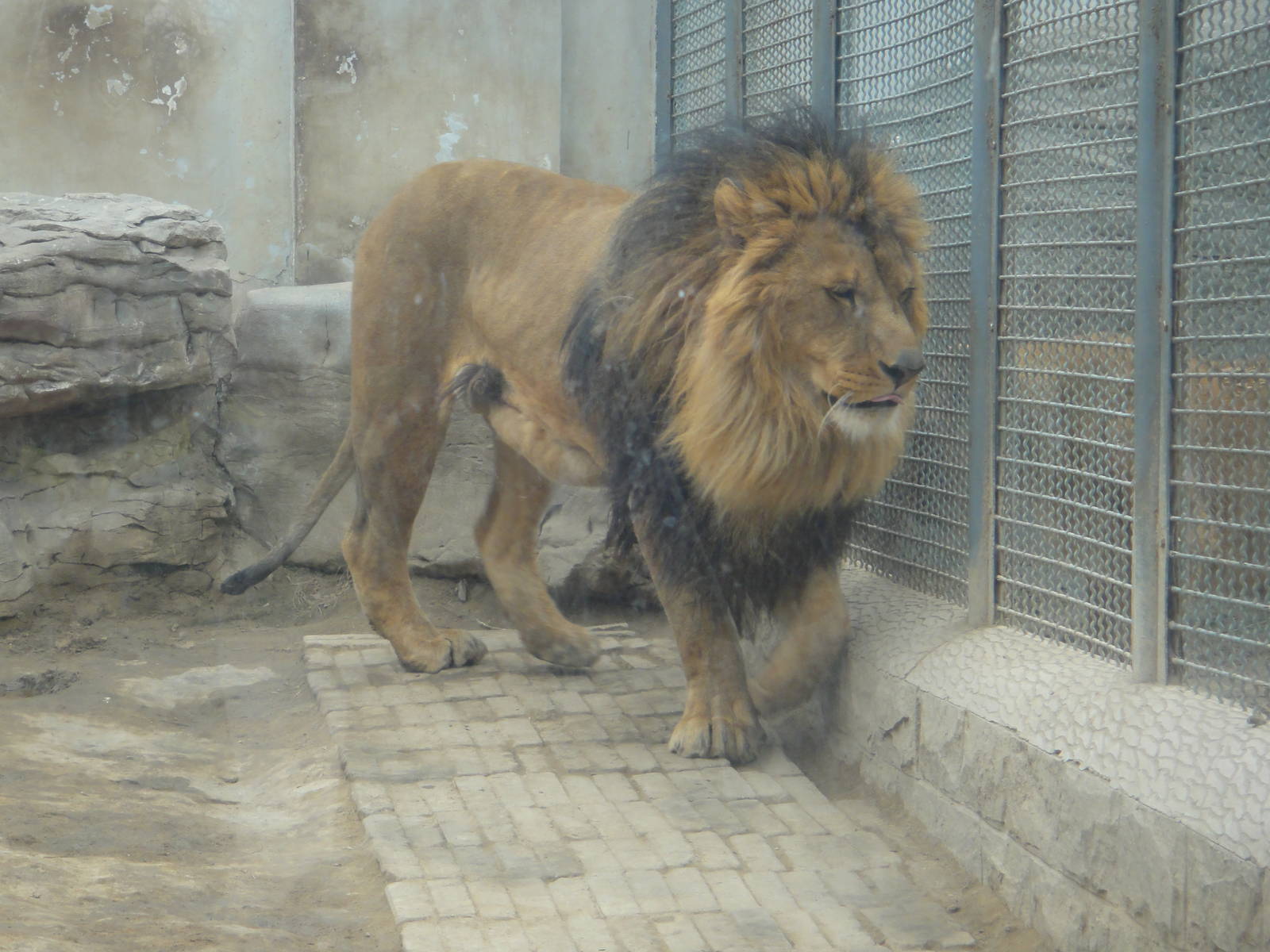 Lion (Panthera leo)