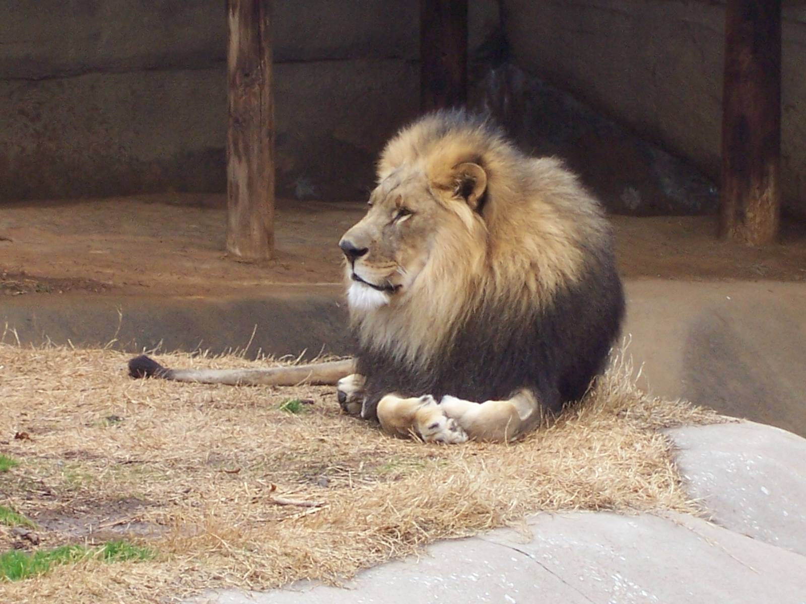 Lion (Panthera leo)