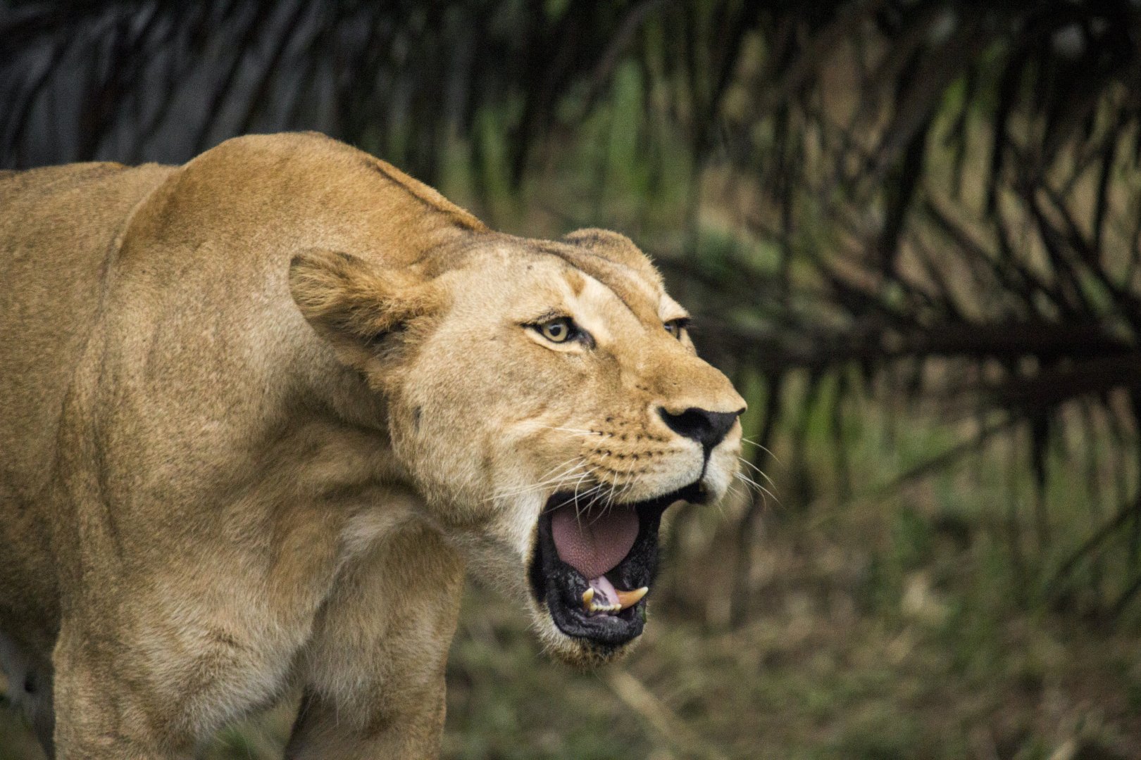 Lion, Panthera leo