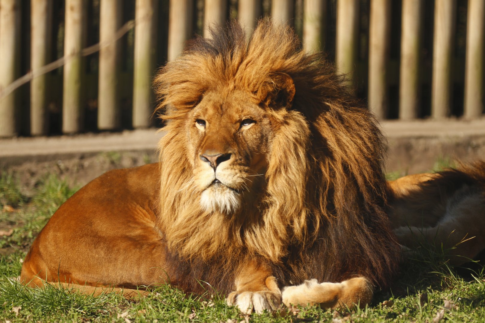 Lion (Panthera leo)