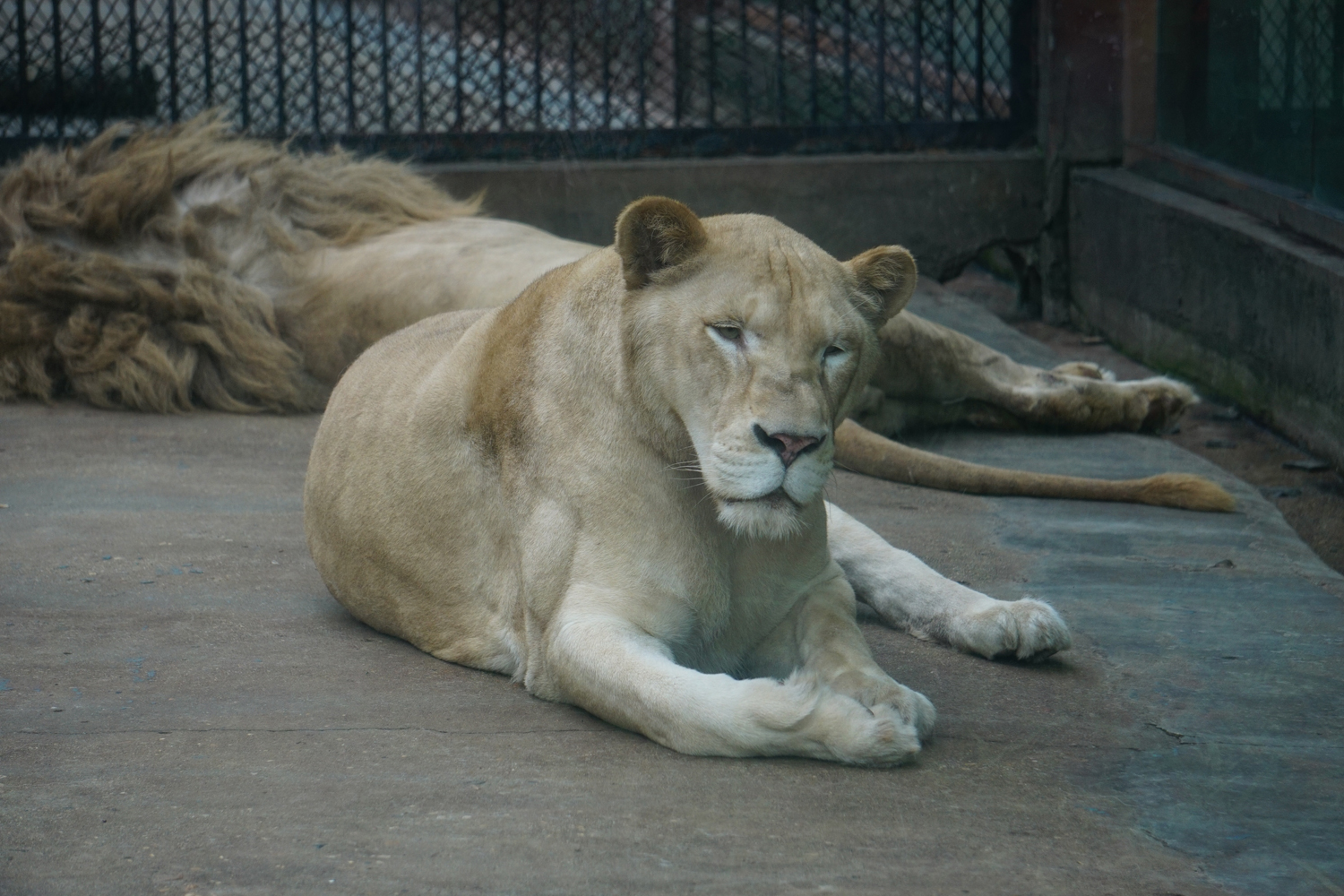 Lion (Panthera leo)