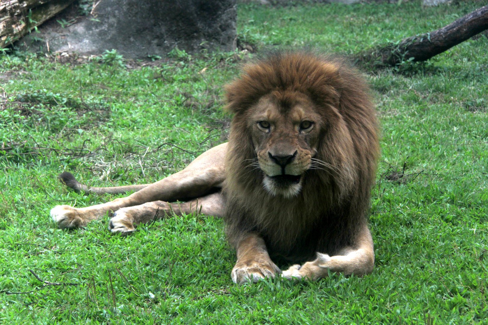 lion (Panthera leo)