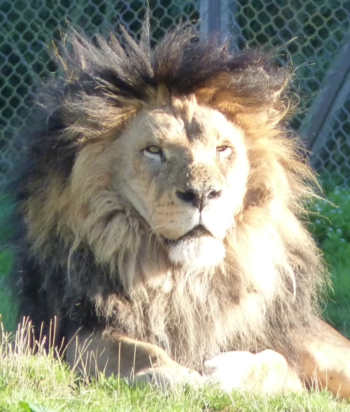 Lion (Panthera leo)