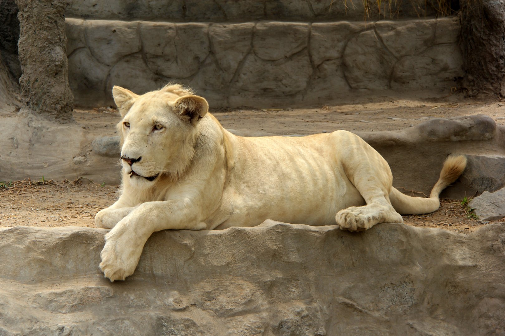 lion (Panthera leo)