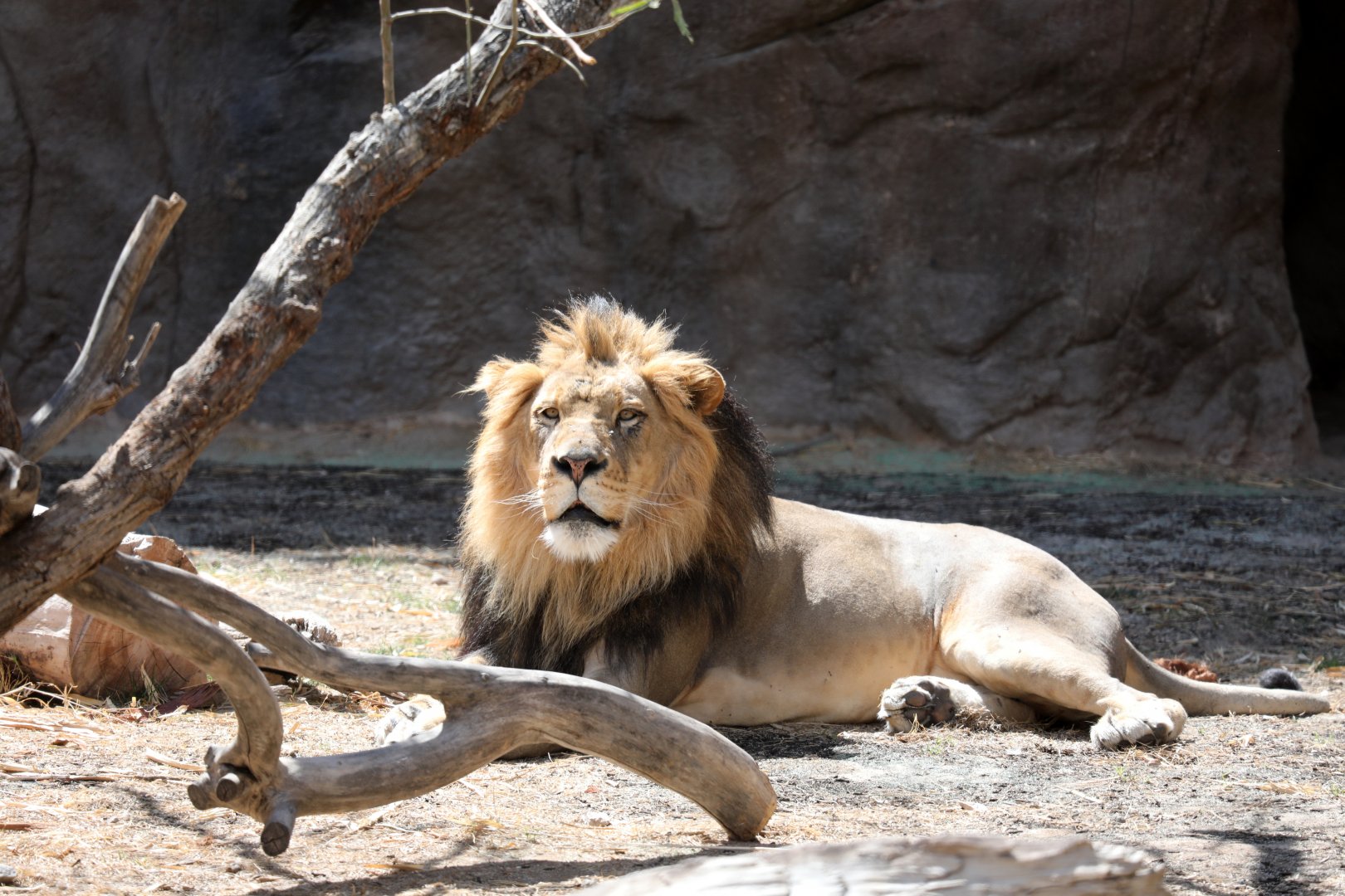 lion (Panthera leo)