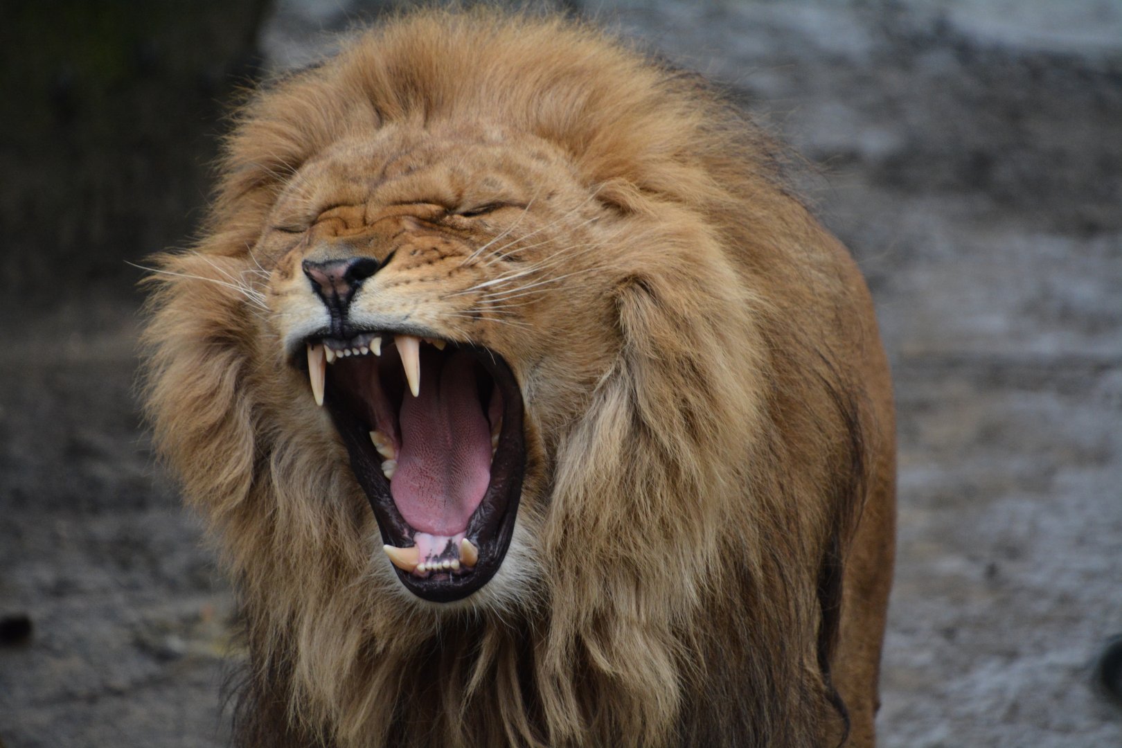 Lion (Panthera leo)