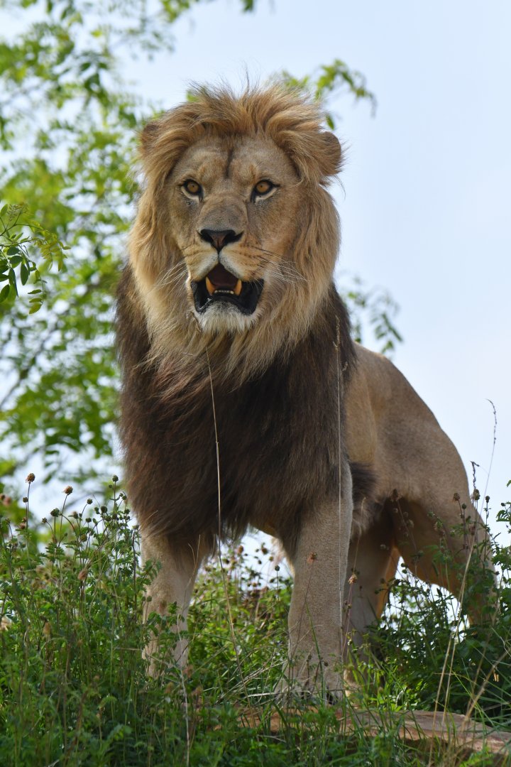 Lion (Panthera leo)