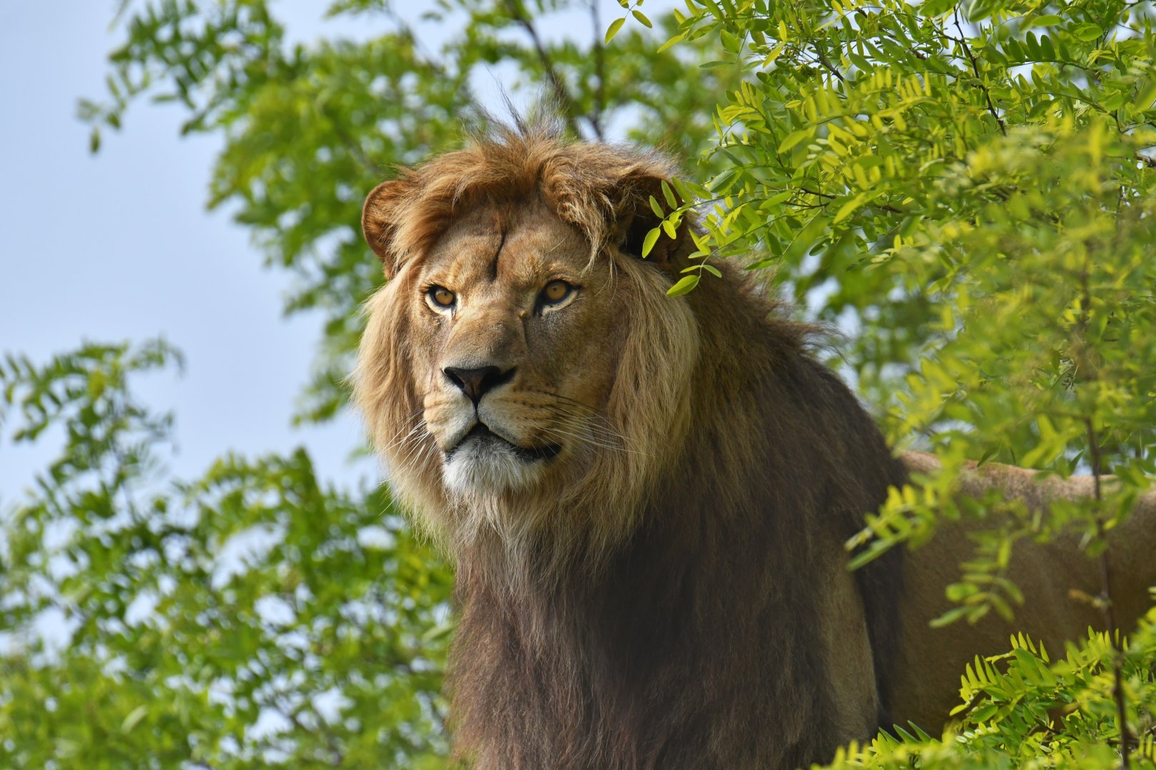 Lion (Panthera leo)