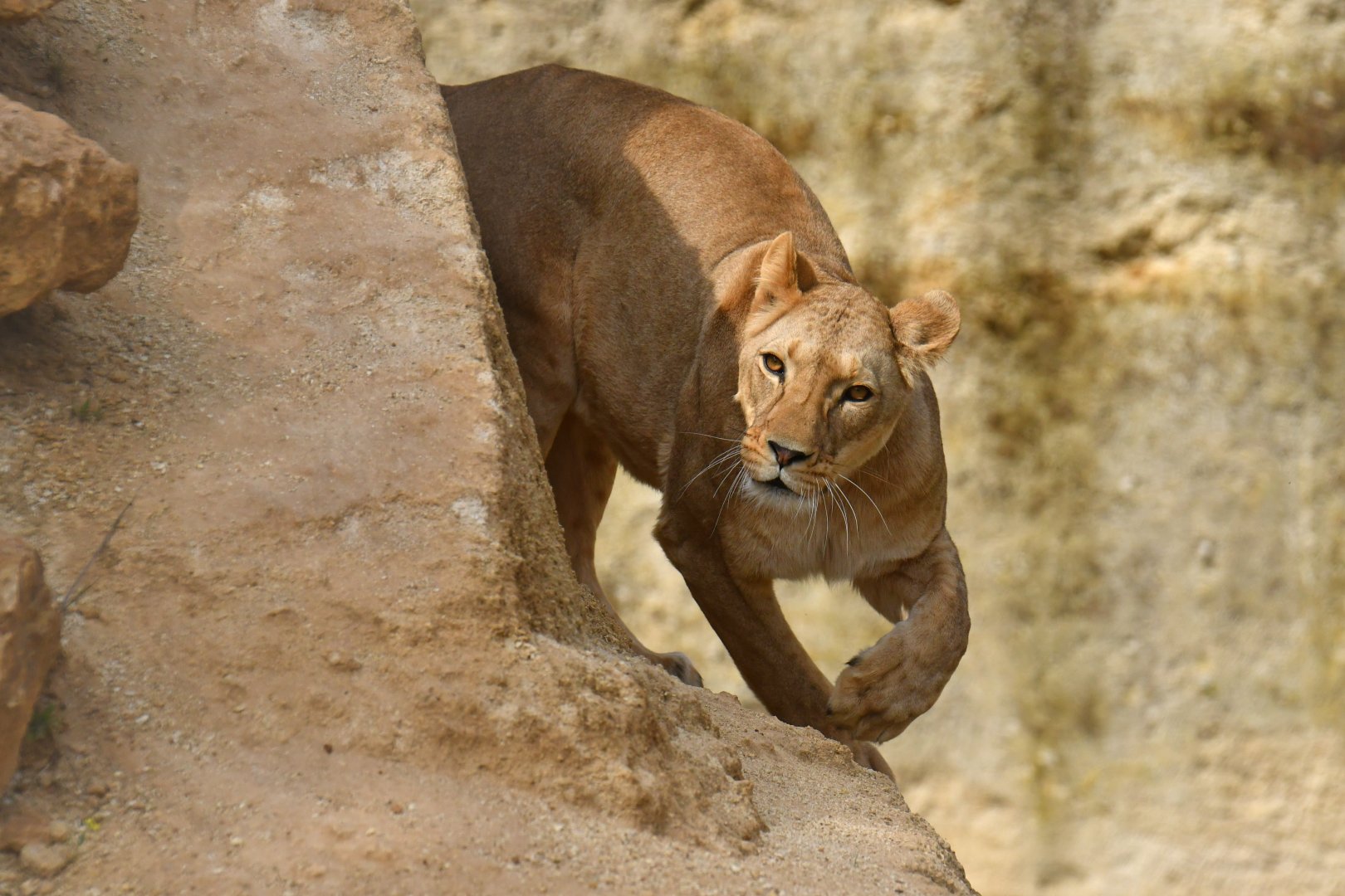 Lion (Panthera leo)