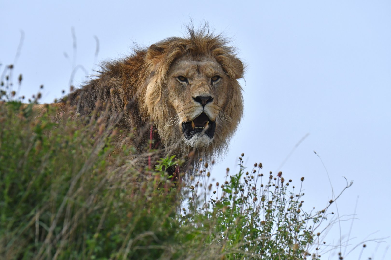 Lion (Panthera leo)