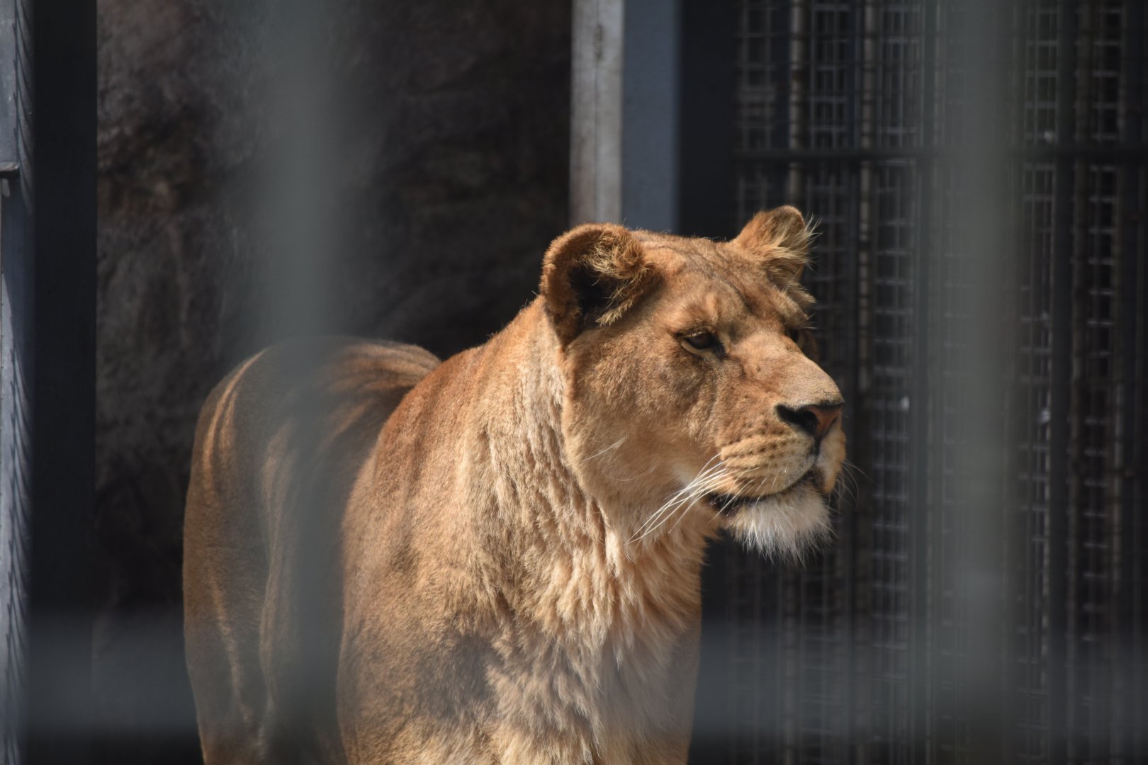 lion (Panthera leo)