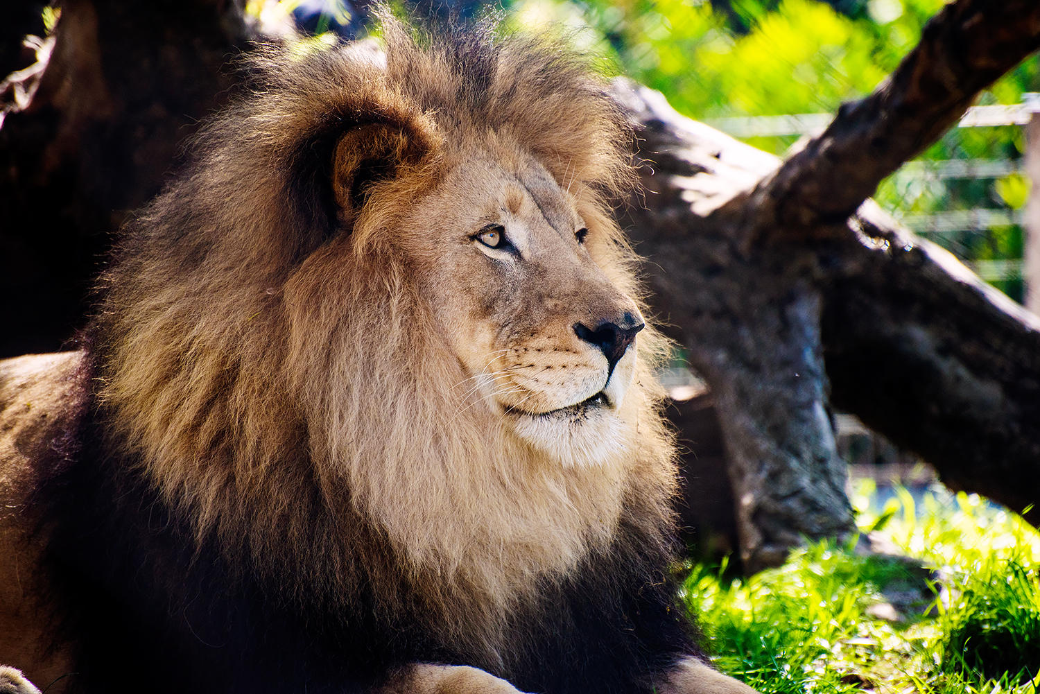 Lion (Panthera leo)