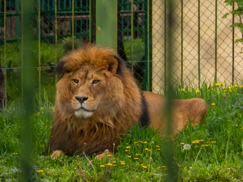 lion / Panthera leo