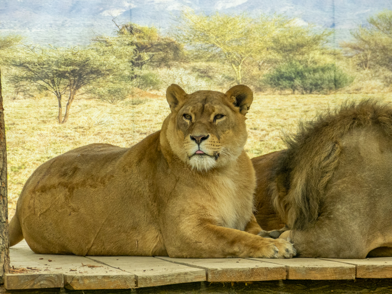 Lion (Panthera leo)