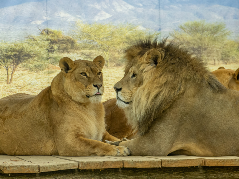 Lion (Panthera leo)