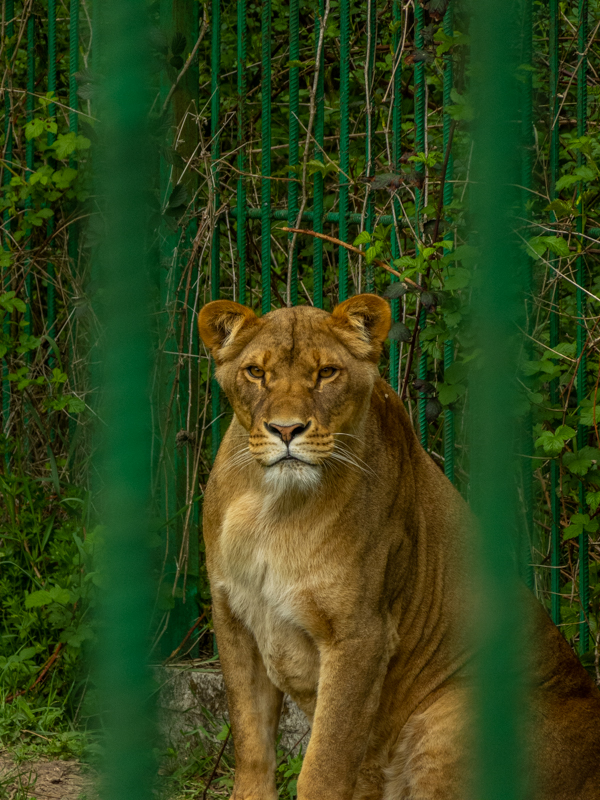 Lion (Panthera leo)
