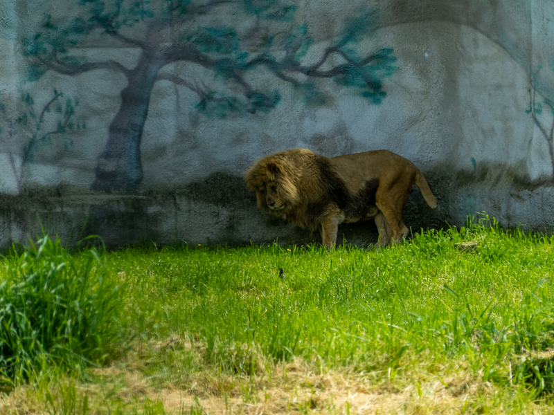 lion (Panthera leo)