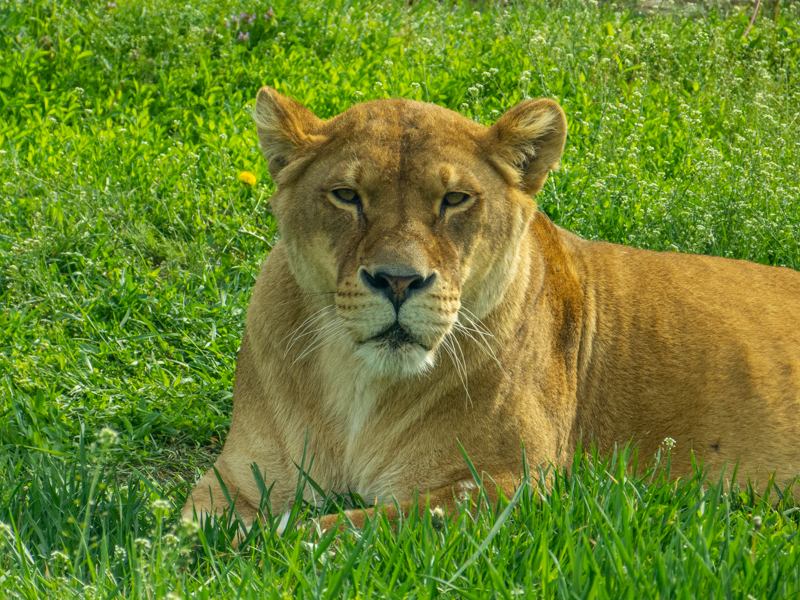 lion (Panthera leo)