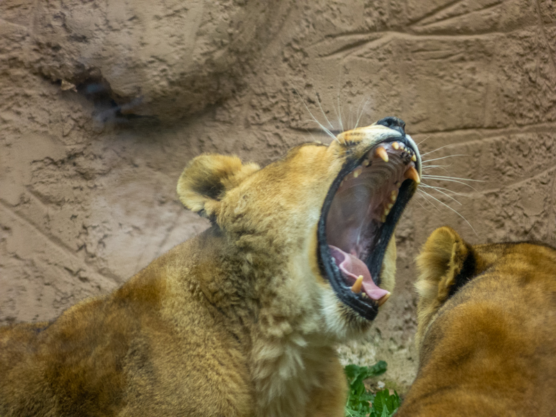 Lion (Panthera leo)