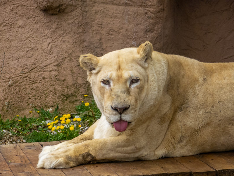 Lion (Panthera leo)