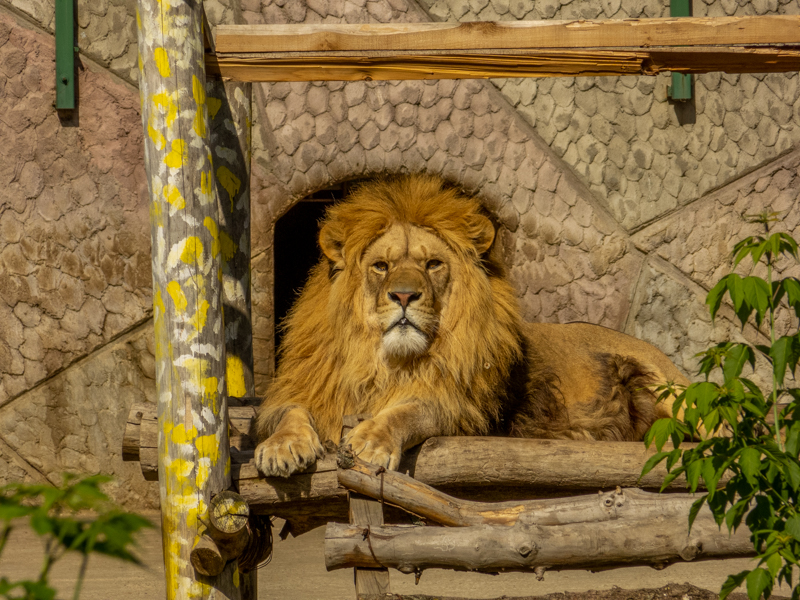 Lion (Panthera leo)