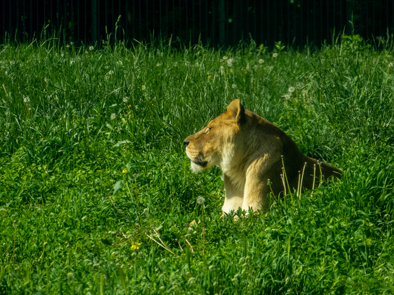 Lion (Panthera leo)