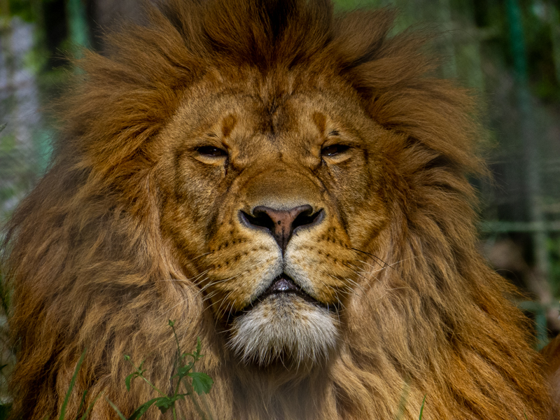 Lion (Panthera leo)
