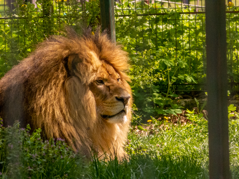 Lion (Panthera leo)