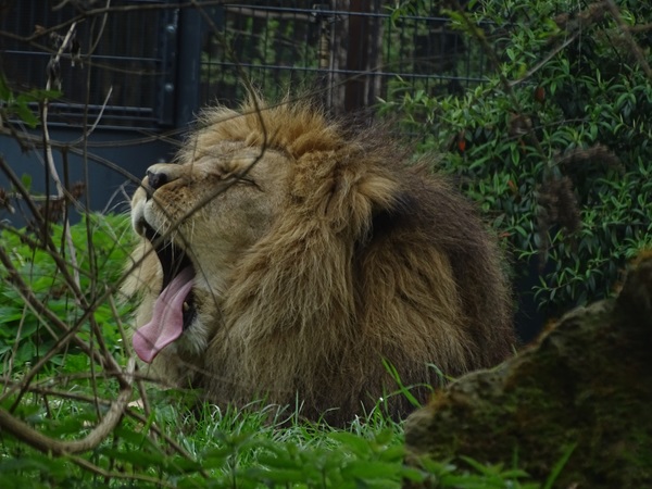 Lion (Panthera leo)