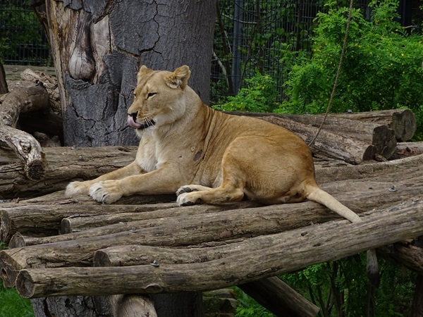 Lion (Panthera leo)