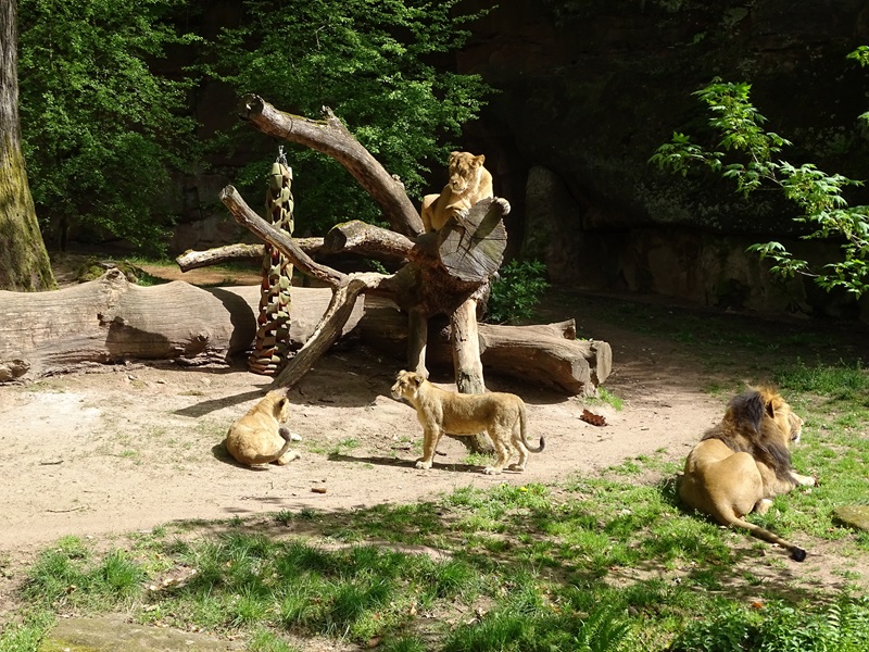 Lion  (Panthera leo)