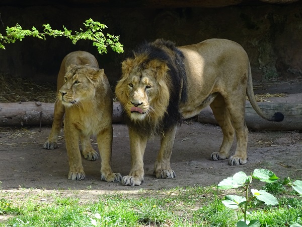 Lion  (Panthera leo)