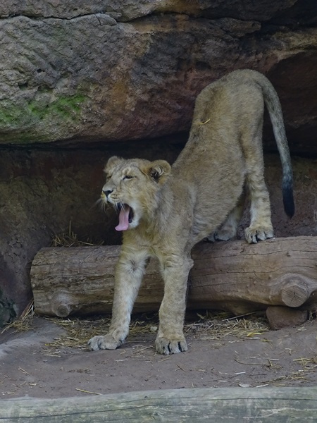 Lion  (Panthera leo)