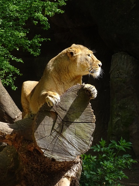 Lion  (Panthera leo)