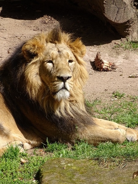 Lion  (Panthera leo)