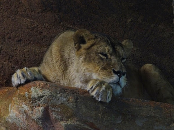 Lion (Panthera leo)