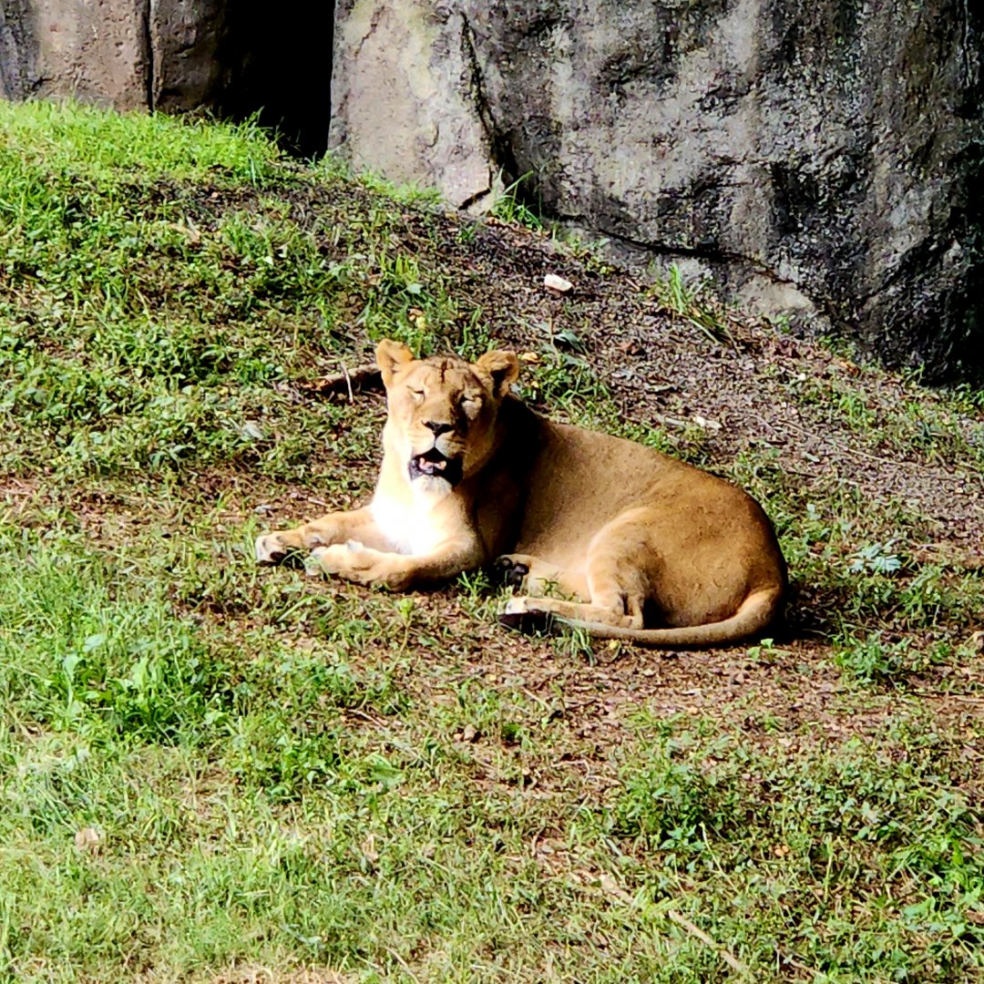 Lion (Panthera leo)
