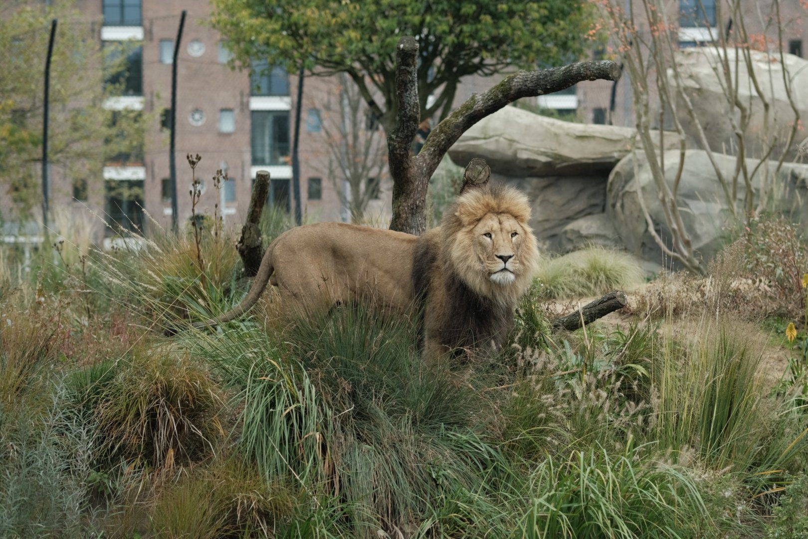 Lion (Panthera leo)
