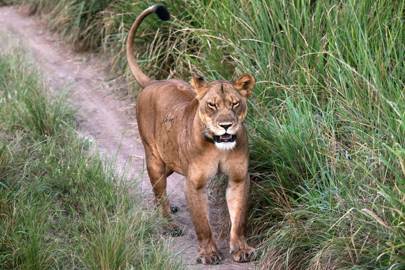 lion (Panthera leo)